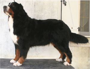 Dalila du Hameau des Baronnies | Bernese Mountain Dog 