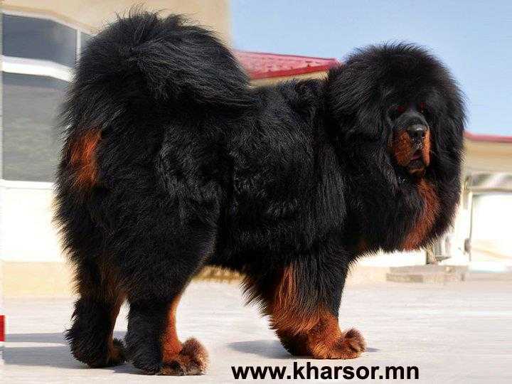 Guai shou | Tibetan Mastiff 