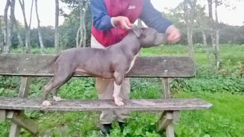 Jewel Original Blue Tide | American Staffordshire Terrier 