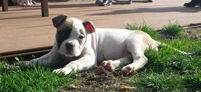WizzardBulls' Ruby | American Bulldog 