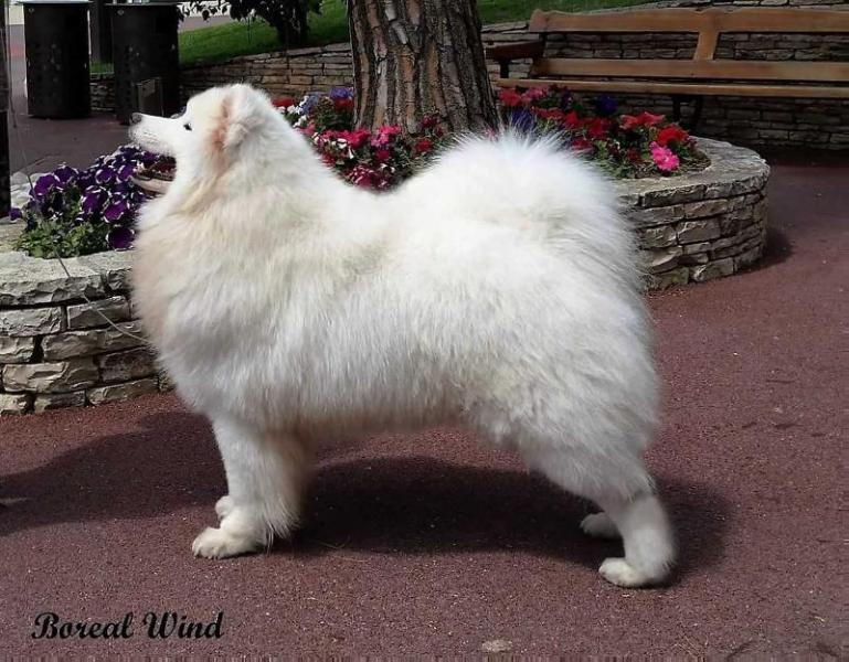 BOREALWIND ROYAL DIAMOND | Samoyed 