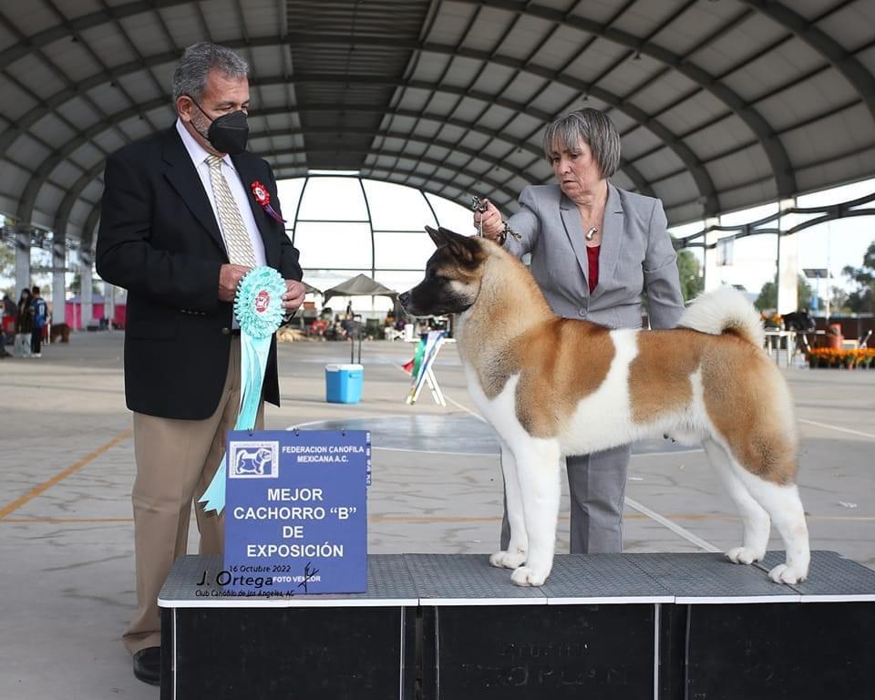 Knut (Arzaluz) | Akita 