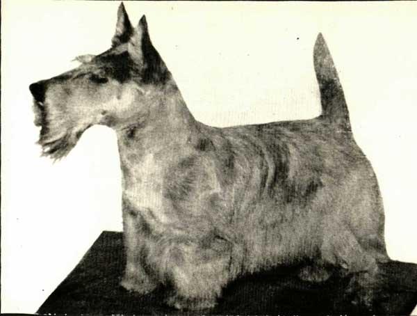 Medwal Wild Oats | Scottish Terrier 