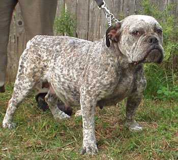 Lone Star's Blue's Clue's | Olde English Bulldogge 