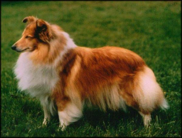 Regina vom Heidegarten | Shetland Sheepdog 