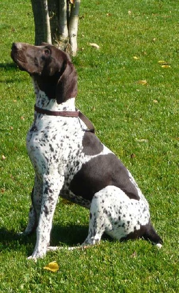 Diva de la Porte de Becray | German Shorthaired Pointer 