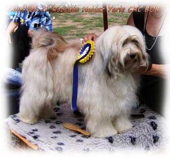 Rozsdas Halasz Yarisz | Tibetan Terrier 