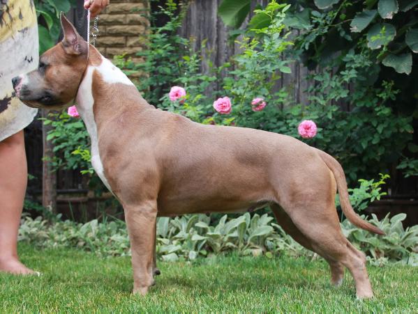 Anikord New Fashion Doll | American Staffordshire Terrier 