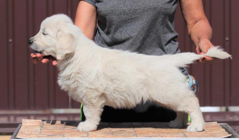 Magnificent Shine Forward Ukraine | Golden Retriever 