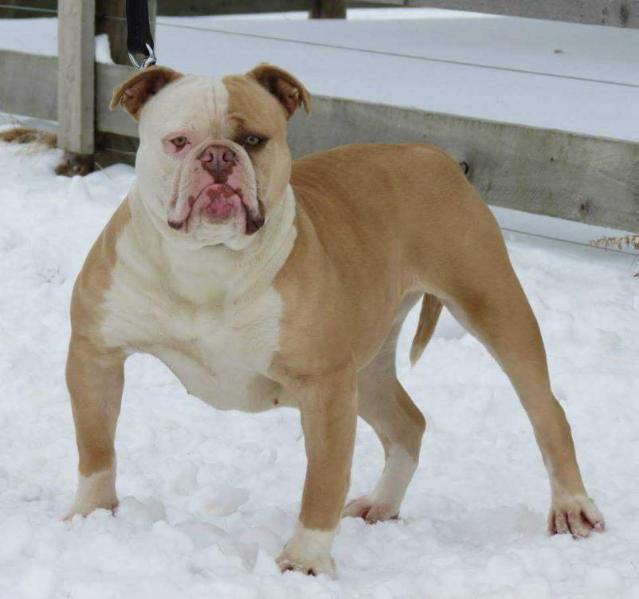 Tight N Tuff’s Blonde | American Bulldog 