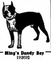 Ming's Dandy Boy 192692 | Boston Terrier 