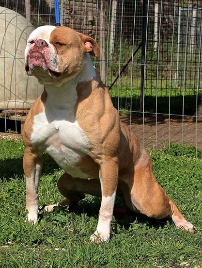 Massimo's AssuntaMadre | American Bulldog 