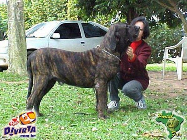 ELFO DO CAUDILHO | Fila Brasileiro 