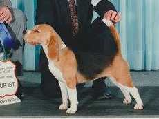 Daragoj Private Dancer | Beagle 