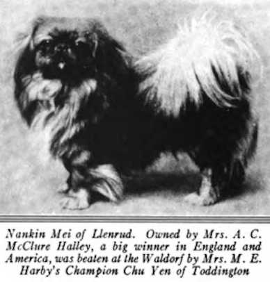 Nankin Mei of Llenrud | Pekingese 