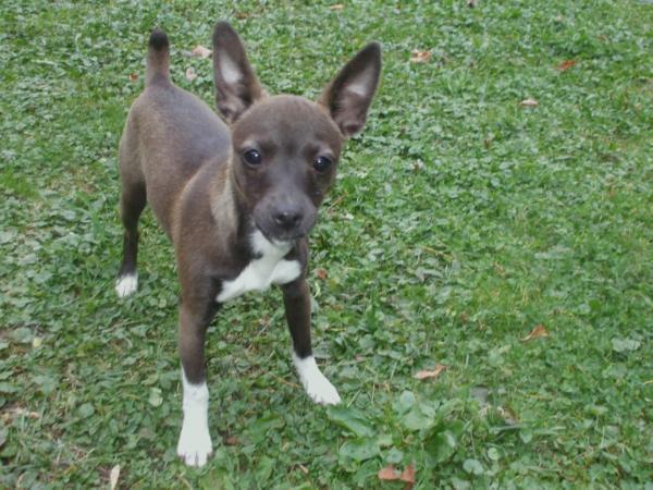 Qm'S sable sadie @chk | Rat Terrier 