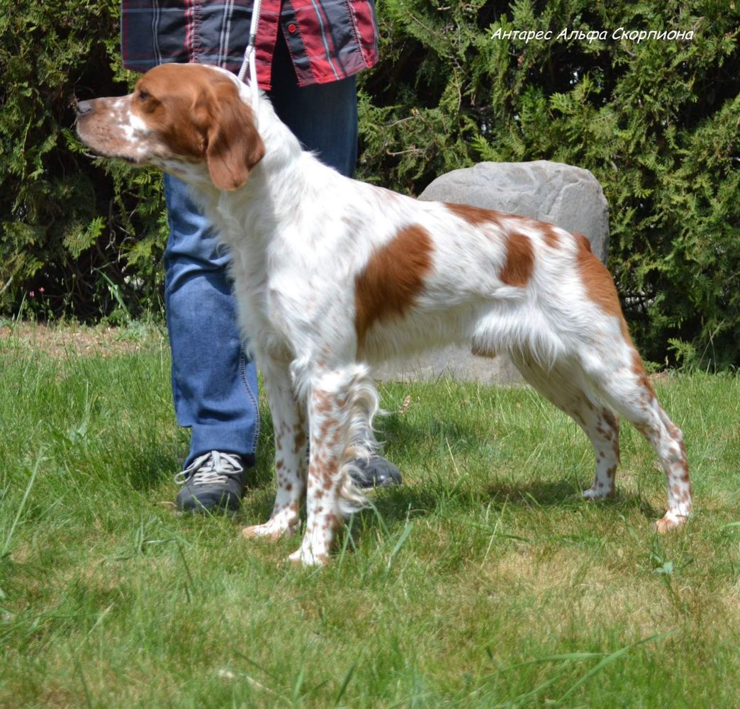 ANTARES ALFA SKORPIONA | Brittany 