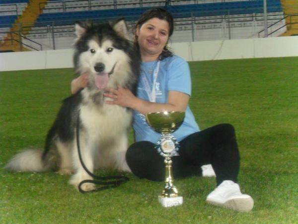Dew del Biagio | Alaskan Malamute 