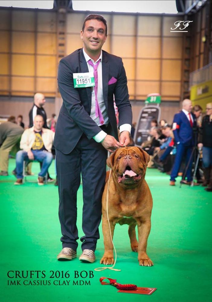 IMKCASSIUS-CLAYMDM | Dogue de Bordeaux 