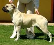 Gameguard Penchant | Bullmastiff 