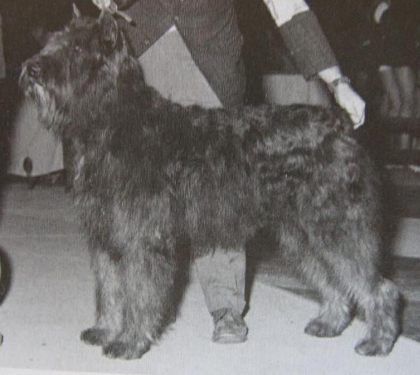 Ola du Clos des Cerberes | Bouvier des Flandres 