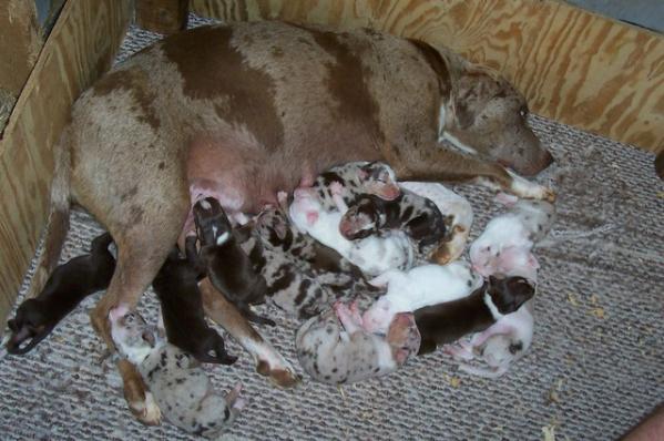 Rodeo Ranch's Magnolia | Catahoula Leopard Dog 