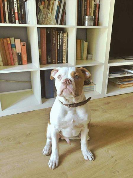 Scaloni's Cesare | American Bulldog 