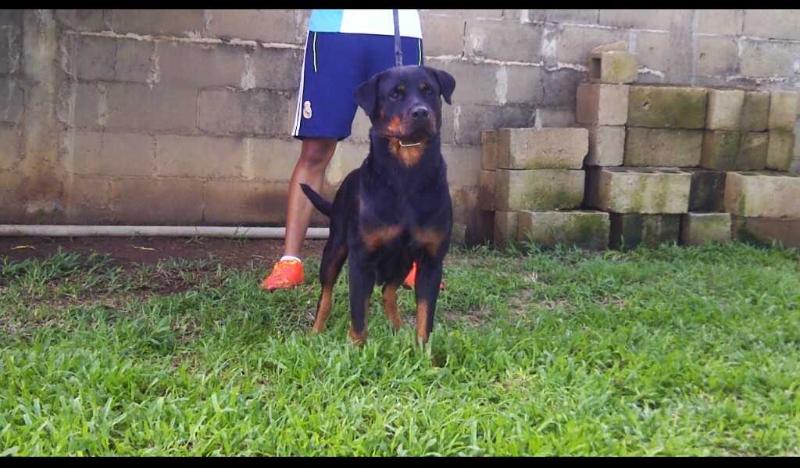 Awak Haus Of Lazo | Rottweiler 