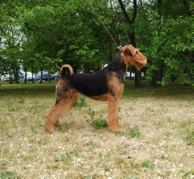 Kiriland Never Give Up | Airedale Terrier 