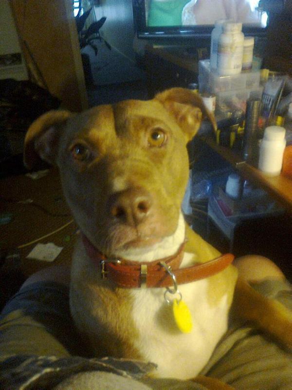 ICF'S Missy Moo | American Pit Bull Terrier 