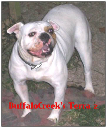 BuffaloCreek's Terra 2 | Olde English Bulldogge 