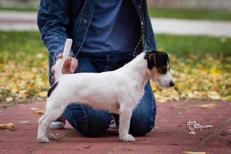 Panona | Jack Russell Terrier 