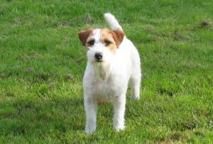 Winterbourne Pure Vanity | Jack Russell Terrier 