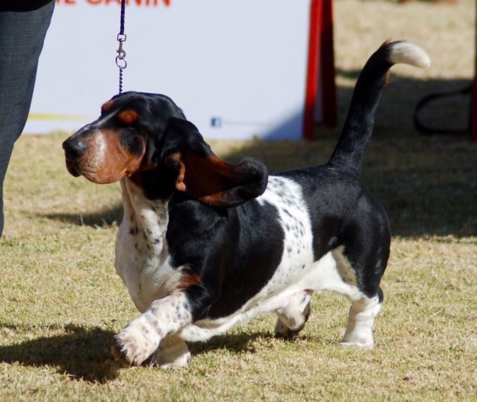 Taquito Militar de Villa Ramirez | Basset Hound 