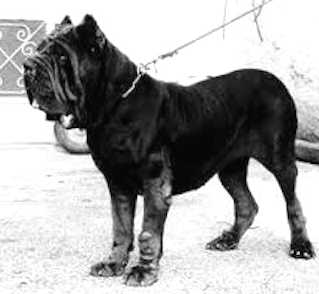 Carnera della Grotta Azzurra | Neapolitan Mastiff 