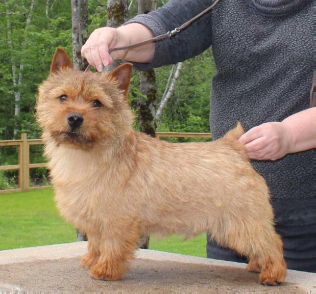 TriNor Rebel In The Making | Norwich Terrier 