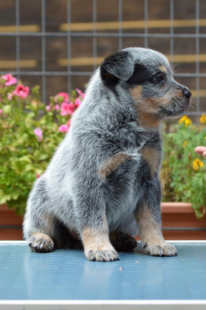 Banana Bender The Seeker | Australian Cattle Dog 