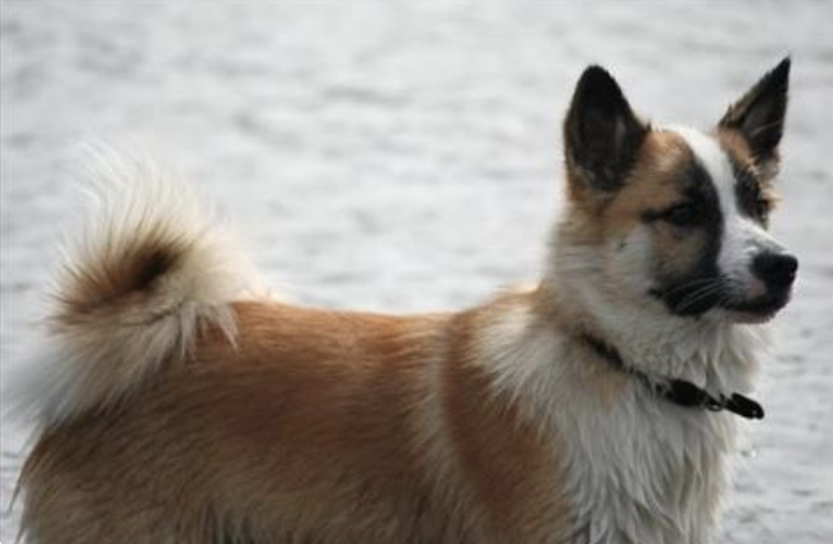Nói - IS18079/13 | Icelandic Sheepdog 