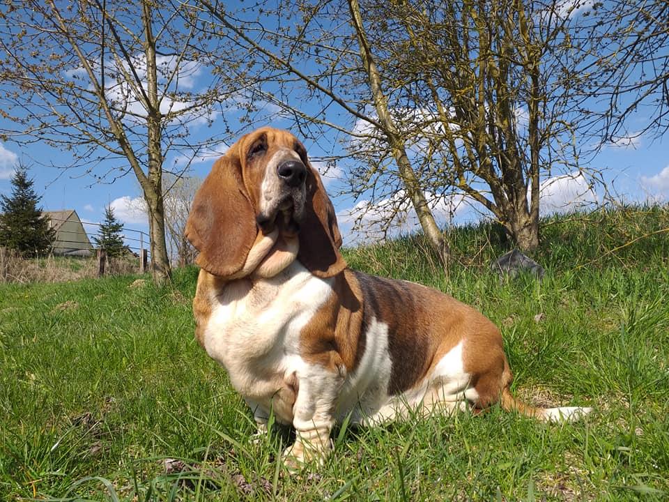 NORIS GLOOMY CLOWN | Basset Hound 