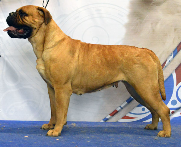 Vladyka Moskovii Aqva Regia | Bullmastiff 