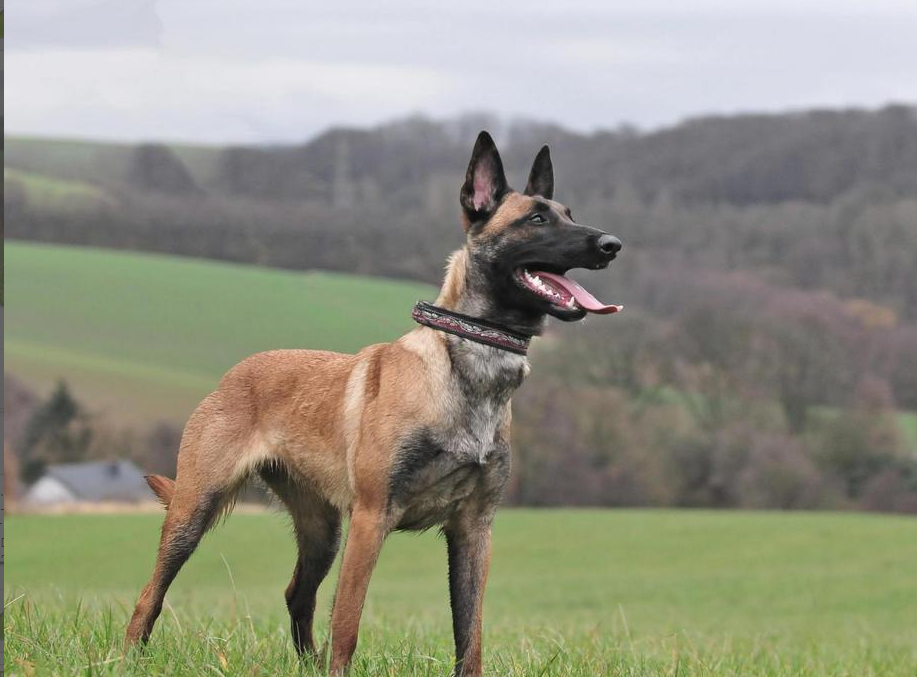 Zoey vom Haus Mecki | Belgian Malinois 