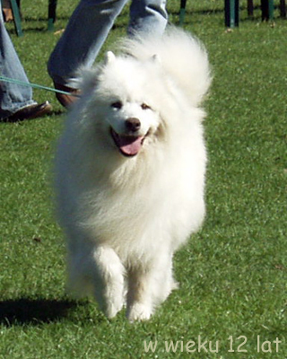 Paargä Joenhaltia | Samoyed 