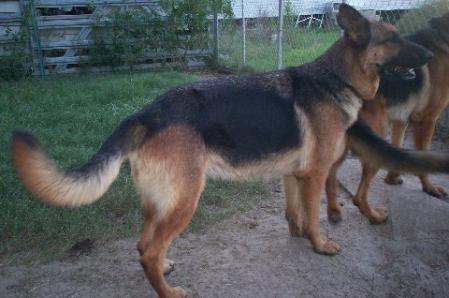 Sheba Vom Merlot Schatz | German Shepherd Dog 
