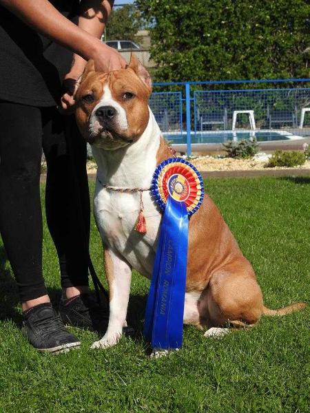 Aramis Leo Cordis | American Staffordshire Terrier 