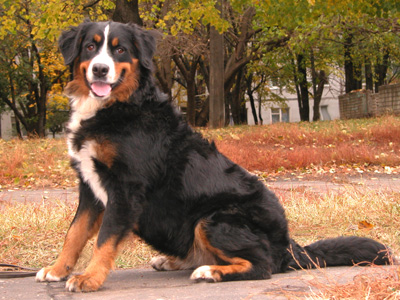 Dolly Oskir | Bernese Mountain Dog 