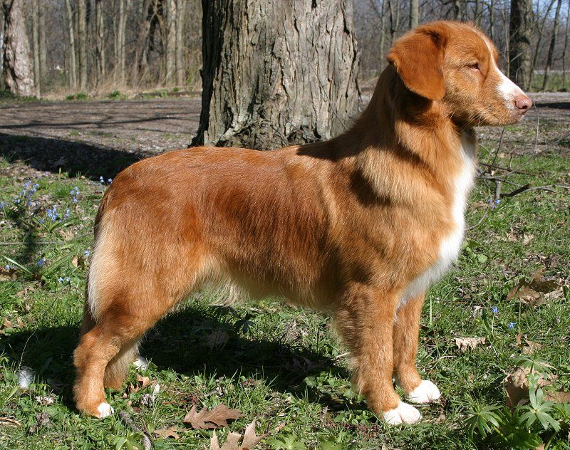 Katyra's Next Best Thing | Nova Scotia Duck Tolling Retriever 