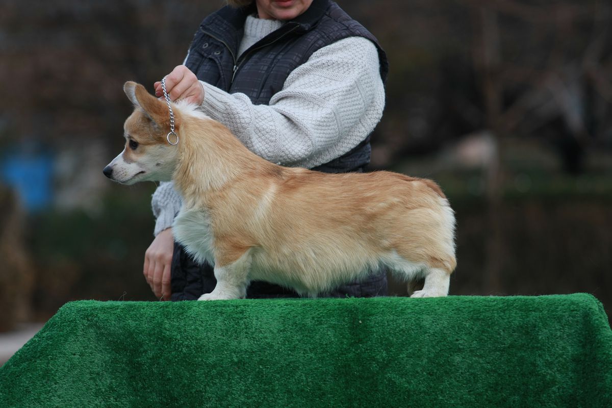 Edlen House Sofialin | Pembroke Welsh Corgi 