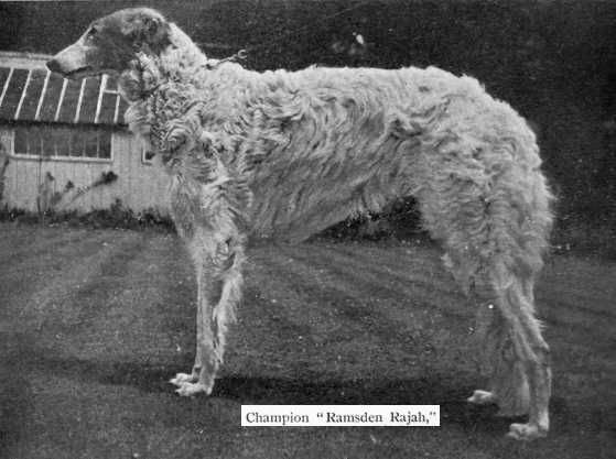 Ramsden Rajah | Borzoi 