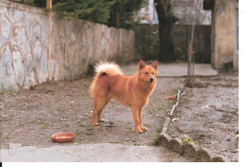 BLIXT de la Cascade des Jarreaux | Finnish Spitz 