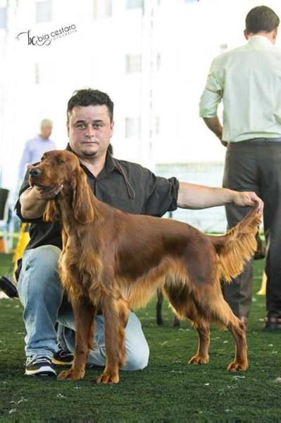 Triaccan Iguatemi Irish Mamba | Irish Setter 